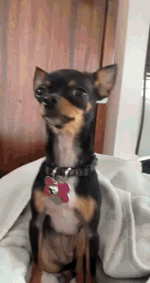 Chihuahua Dog GIF - Chihuahua Dog Stare GIFs