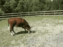 Soccer GIF - Cow Cows Soccer GIFs