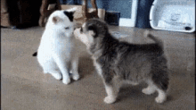 Dog Cat GIF