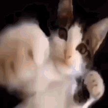 Cat Swag GIF - Cat Swag Slideshow GIFs