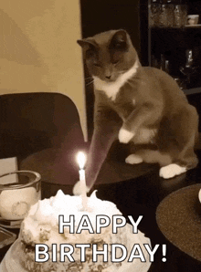 a cat is sitting on a table next to a birthday cake with a lit candle .