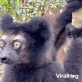 Screaming Lemur GIF - Screaming Lemur Viralhog GIFs