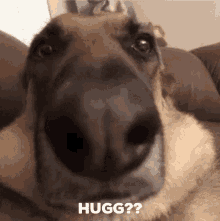 Hugg Dog GIF - Hugg Dog Awesome GIFs