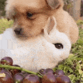 Puppy Bunny GIF - Puppy Bunny Hug GIFs