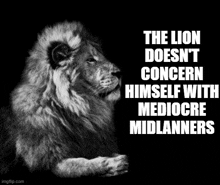 a black and white photo of a lion with the words the lion does n't concern himself with mediocre midlanners .