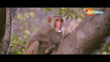 Monkey Shock Dhamaal GIF - Monkey Shock Dhamaal Monkey GIFs