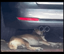 a dog is laying under the exhaust pipes of a silver car