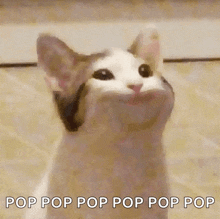 Oatmeal Meme GIF - Oatmeal Meme Pop Cat GIFs