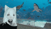 a girl with white hair and cat ears stands in front of a shark tank