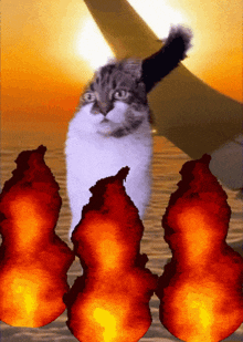 a cat is standing in front of a pyramid with three candles in front of it