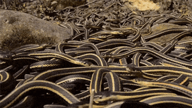 Snakes GIF - Snakes Snake GIFs