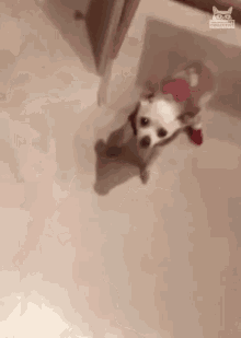 a small white dog is standing on a white floor looking up at the camera .