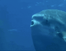 Sunfish Mola Mola GIF