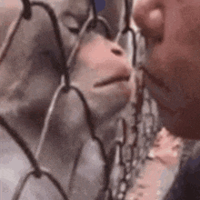a man is kissing a monkey on the nose through a chain link fence .