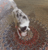 a black and white dog is standing on a rug