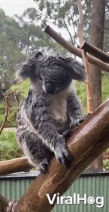 Wet Koala Raining GIF