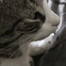 Epic Cat Cate GIF - Epic Cat Cate Chill GIFs