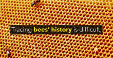 tracing bees history is difficult national honey bee day did you know humans have relied on bees for9000years unless theyre found trapped in amber trace
