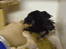 Crow Finger GIF - Crow Finger GIFs
