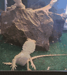 a lizard is standing in front of a rock in a tank