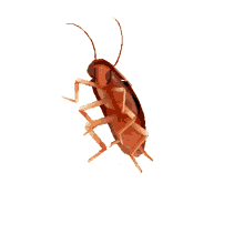 Cockroach Spin GIF - Cockroach Spin Dancing Cockroach GIFs