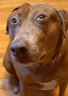 a close up of a brown dog 's face looking up at the camera