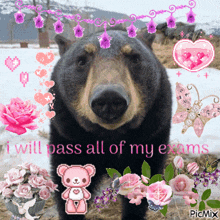 Exams Bear GIF