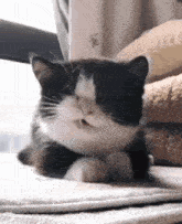 a black and white cat is laying on top of a blanket on a bed .