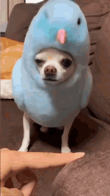 Dog Chihuahua GIF - Dog Chihuahua GIFs