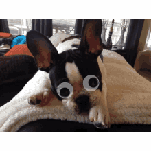 Dog Googly Eyes GIF - Dog Googly Eyes Frenchie GIFs