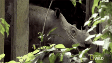Look Puntong GIF - Look Puntong Supporting Puntong The Rhino GIFs