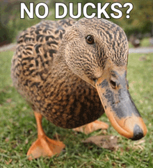 No Bitches Duck No Ducks GIF - No Bitches Duck No Ducks No Bitches GIFs