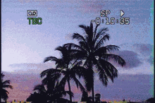 Vhs Palm Tree GIF - Vhs Palm Tree Static GIFs