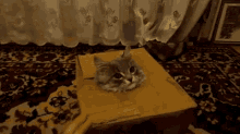 Cat In The Box GIF