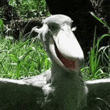 Shoebill Laughing GIF - Shoebill Laughing Bird GIFs