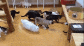 a group of cats are playing in a room with a table .