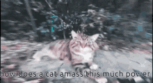 Based Cat Based GIF - Based Cat Based Cat GIFs