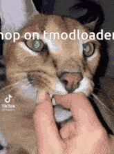 a close up of a cat 's face with a person 's hand holding it .