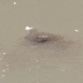 a turtle is swimming in a body of water with a white background