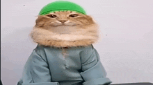 a cat wearing a green hat and a blue shirt is sitting on a table .