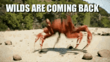 Velkon Wild Guns Return Crabs Ttt GIF - Velkon Wild Guns Return Crabs Ttt GIFs