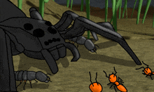 a drawing of a spider and three ants on the ground