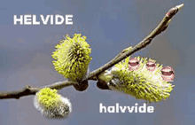 Helvide Vide GIF