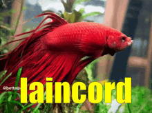 Lain Laincord GIF - Lain Laincord Fish GIFs