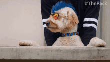 Watching The Pack GIF - Watching The Pack Dog GIFs