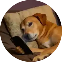 a brown dog is laying on a bed looking at a cell phone