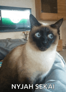 Siamese Cat GIF - Siamese Cat Eyes GIFs