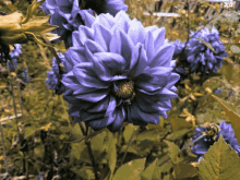 psicodelic flower