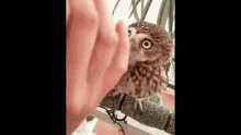 Cute Owl GIF
