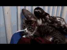 Love Me Slow, Love Me Tender GIF - Cat Sloth Hug GIFs